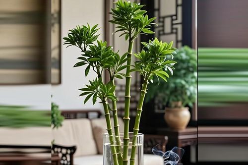 Cách trồng và ý nghĩa phong thủy của cây trúc phú quý