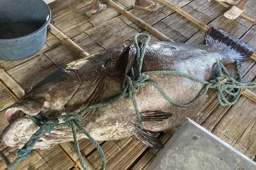 Ngư dân bắt được con cá mú khổng lồ nặng 194kg trên biển