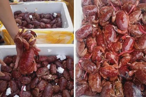 Đặc sản Quảng Ninh có tên kỳ cục, bán gần 200.000 đồng/kg