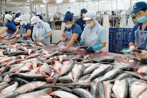 Xuất khẩu thủy sản 9 tháng đạt hơn 8 tỷ USD, tôm và cá tra dẫn dắt tăng trưởng