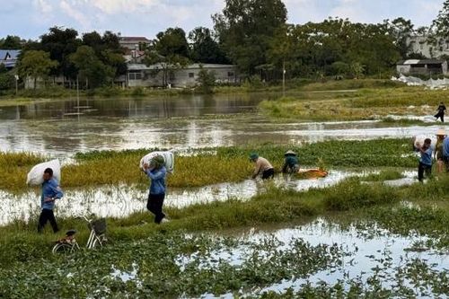 Đẩy nhanh tiến độ thu hoạch lúa mùa và sản xuất cây vụ đông