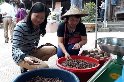 Trường Sơn: Doanh thu từ hạt dẻ đạt khoảng 2 tỷ đồng