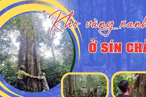 'Kho vàng xanh' ở Sín Chải