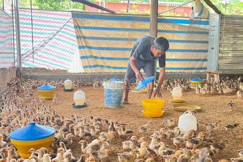 Giá gà tăng, người chăn nuôi phấn khởi tái đàn