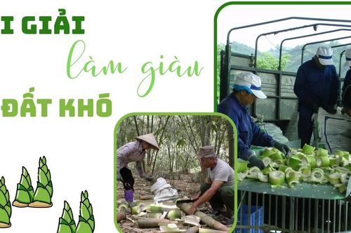 Lời giải làm giàu từ đất khó