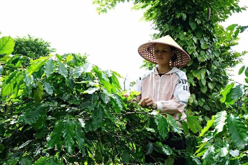 Kỳ vọng tạo tín chỉ carbon từ trồng cà phê nông lâm kết hợp