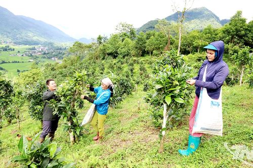 Liên kết phát triển thương hiệu chè Thái