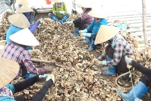 Hưng Yên: Khai phá tiềm năng thủy sản với mô hình nuôi hàu
