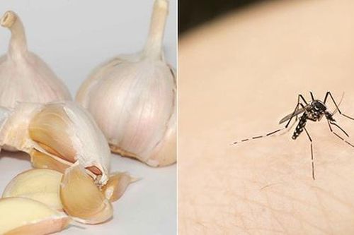 Cách đuổi muỗi bằng tỏi đơn giản, hiệu quả