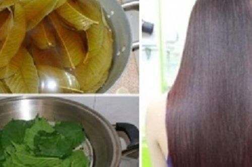 Gội đầu bằng một loại lá giúp giảm rụng tóc