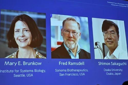 Giải Nobel Y Sinh 2025 được trao cho nghiên cứu về hệ miễn dịch