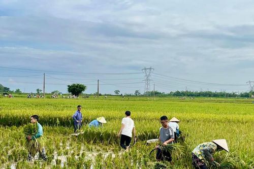 Hà Nội: rốt ráo thu hoạch lúa Mùa 'chạy' bão số 11