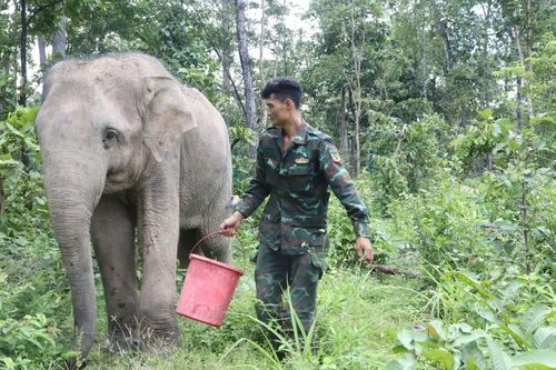 Ngừng cưỡi voi - Để voi trở về rừng