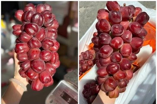 Nho trái tim đắt gấp 10 lần nho 'quý tộc' gây sốt chợ Việt