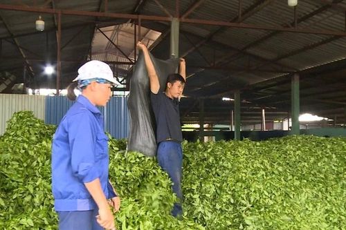 'Xắn tay áo' cùng dân biến cây trồng đơn thuần thành 'cây làm giàu'