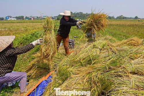 Nông dân Hà Nội hối hả gặt lúa 'chạy' bão số 11
