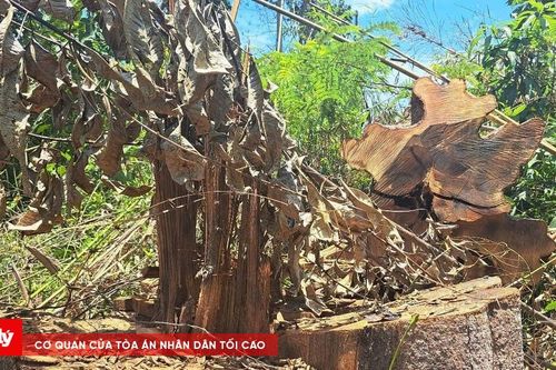 Khởi tố đối tượng phá gần 1 ha rừng