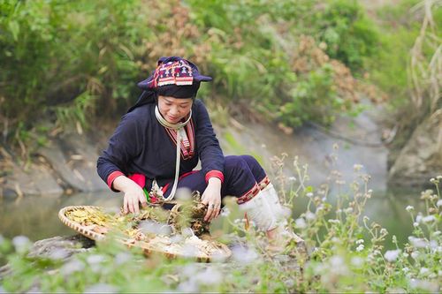 Nỗi lòng người giữ nghề thuốc Nam gia truyền của người Dao ở Ba Vì
