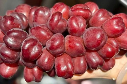 Loại nho mới của Trung Quốc đổ bộ chợ Việt, giá đắt gấp 10 hàng 'quý tộc'