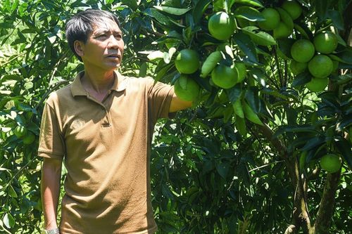 Giữa đại ngàn Trường Sơn, đồng bào Gié Triêng làm nên 'kỳ tích cam Vinh'