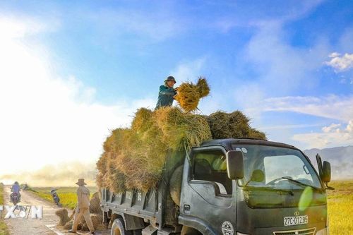 Điện Biên: Nhộn nhịp ngày mùa trên cánh đồng Mường Thanh