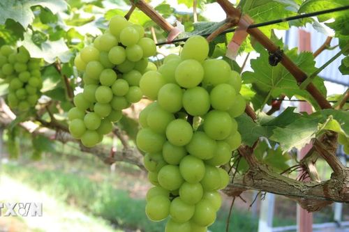 'Việt Nam có thể trở thành hình mẫu về nông nghiệp sinh thái trên thế giới'