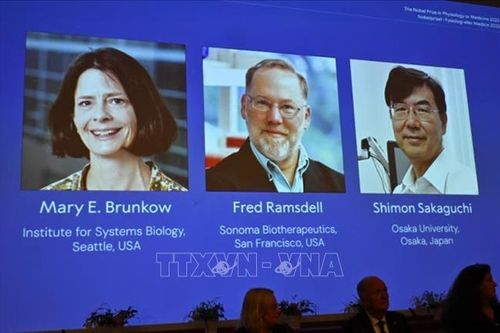 Nobel 2025: Nobel Y Sinh vinh danh khám về hệ thống kiểm soát miễn dịch