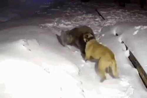 Chó Kangal đơn độc tử chiến với gấu dữ để cứu chủ, cái kết khiến ai nấy nghẹn ngào