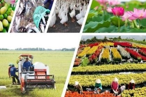 Sản xuất nông nghiệp vượt qua thiên tai, duy trì sản lượng