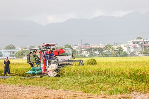 Tất bật thu hái vụ hè thu
