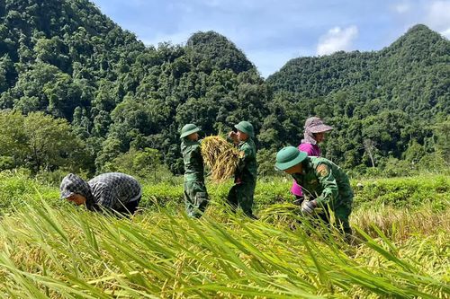 Đồn Biên phòng Cà Xèng hỗ trợ đồng bào Rục thu hoạch lúa
