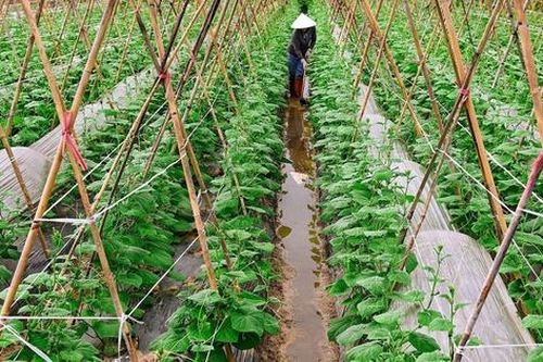 Từ bãi bồi hoang hóa đến 'vành đai xanh' ven sông: Hành trình đổi thay ở Phúc Thịnh