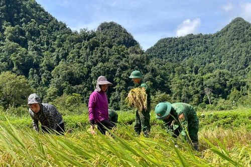 Đồn Biên phòng Cà Xèng giúp đồng bào Rục giữ mùa vàng sau bão