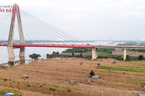 Hà Nội: Vườn đào Phú Thượng thiệt hại nặng nề sau bão Bualoi
