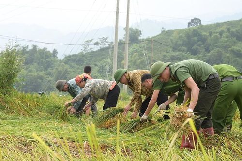 Lào Cai: Tập trung phòng chống, ứng phó với cơn Bão số 11