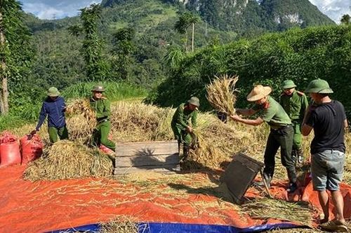 Công an xã giúp dân thu hoạch vụ lúa trước cơn bão số 11