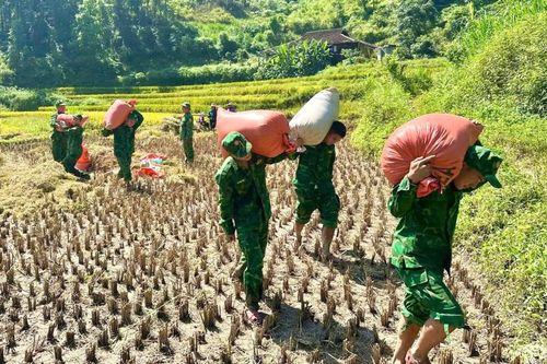 Người dân tranh thủ gặt lúa hè thu tránh bão