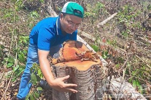 Vụ phá rừng gần trụ sở UBND huyện: Tạm giam người trực tiếp phá rừng
