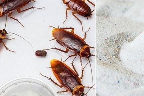 Các cách đuổi gián trong phòng ngủ để gián một đi không trở lại