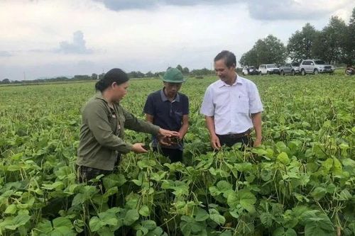 Cơ cấu cây trồng phù hợp, nâng cao hiệu quả kinh tế