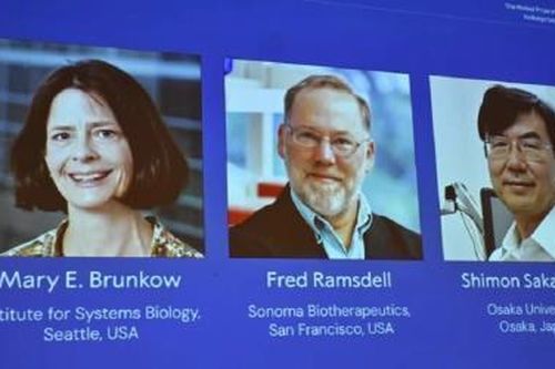 Nobel Y học 2025 vinh danh những khám phá về hệ miễn dịch