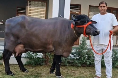 Con trâu được trả gần nửa tỷ, chủ nhân quyết không bán