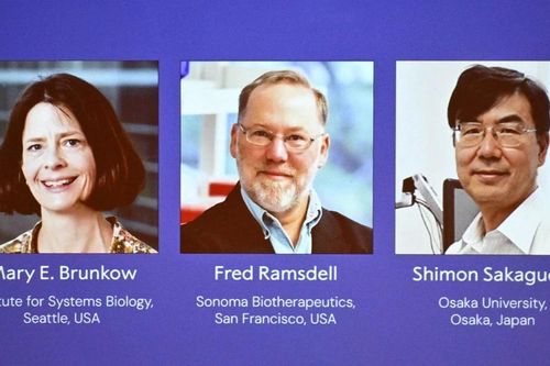 Hành trình đến giải Nobel Y sinh 2025, mở cánh cửa mới về miễn dịch học
