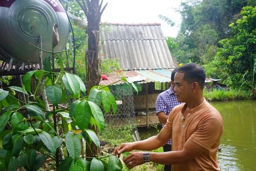 Người dân vùng cao giảm nghèo từ những mô hình kinh tế hiệu quả