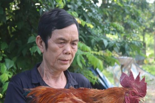 Nông dân Tuyên Quang nuôi lợn đen đặc sản, gà mía thả vườn thu tiền tỷ