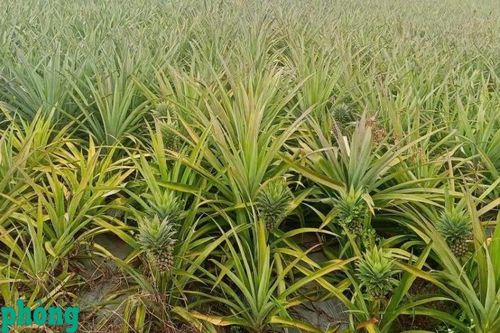 Khai thác tiềm năng từ cây dứa: Hướng đi mới cho nông nghiệp Bắc Trung Bộ