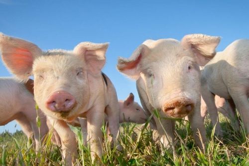 Giá heo hơi hôm nay 7/10: 'Bão giá' 3 miền, làm vỡ đáy xuống mức 50.000 đồng/kg