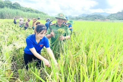 Giúp người dân gặt lúa đổ sau mưa lũ