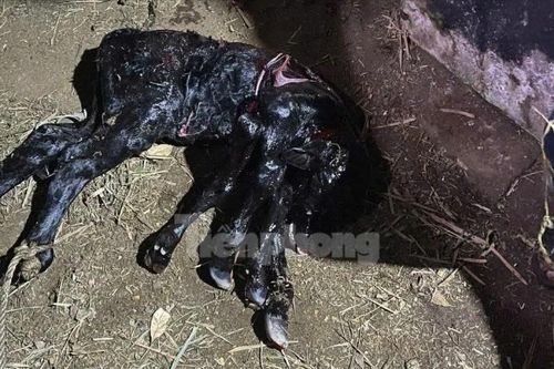 Nhiều người kéo đến xem bò sinh ra bê có 6 chân ở Quảng Ngãi
