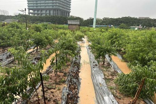 Hà Nội: Vườn đào Phú Thượng ngập trong 'biển nước'
